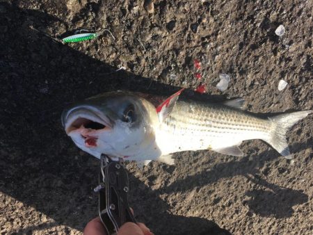 ジグサビキでアジやサバ